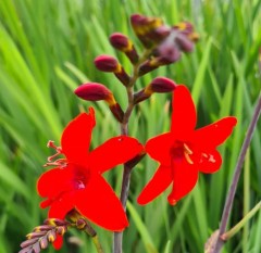 Crocosmia 'Matty's Red'